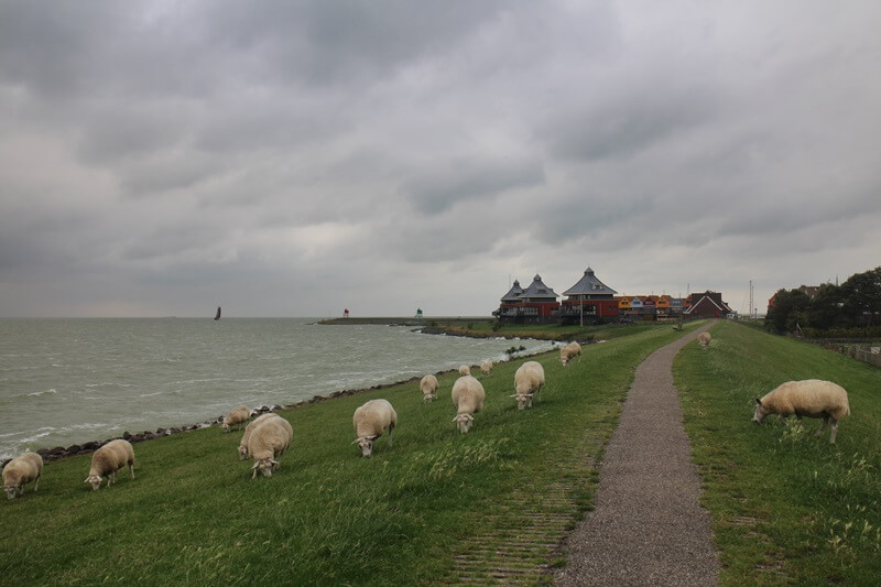 Stavoren Urlaub am Ijsselmer Genuss-mit-fernweh.de Friesland Entspannungsurlaub Niederlande Deich Schafe Deichschafe