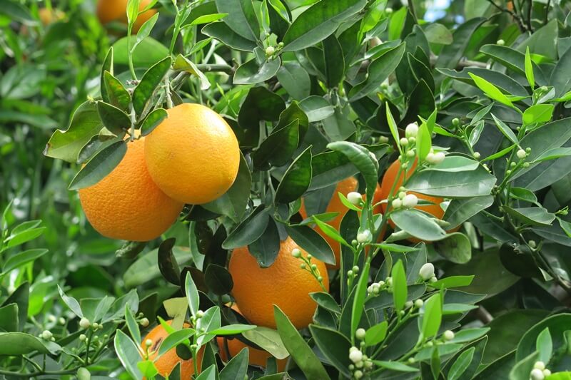 Limassol Genuss-mit-fernweh.de Reisebericht Zypern Zitrusplantage Orangen Orangenbaum