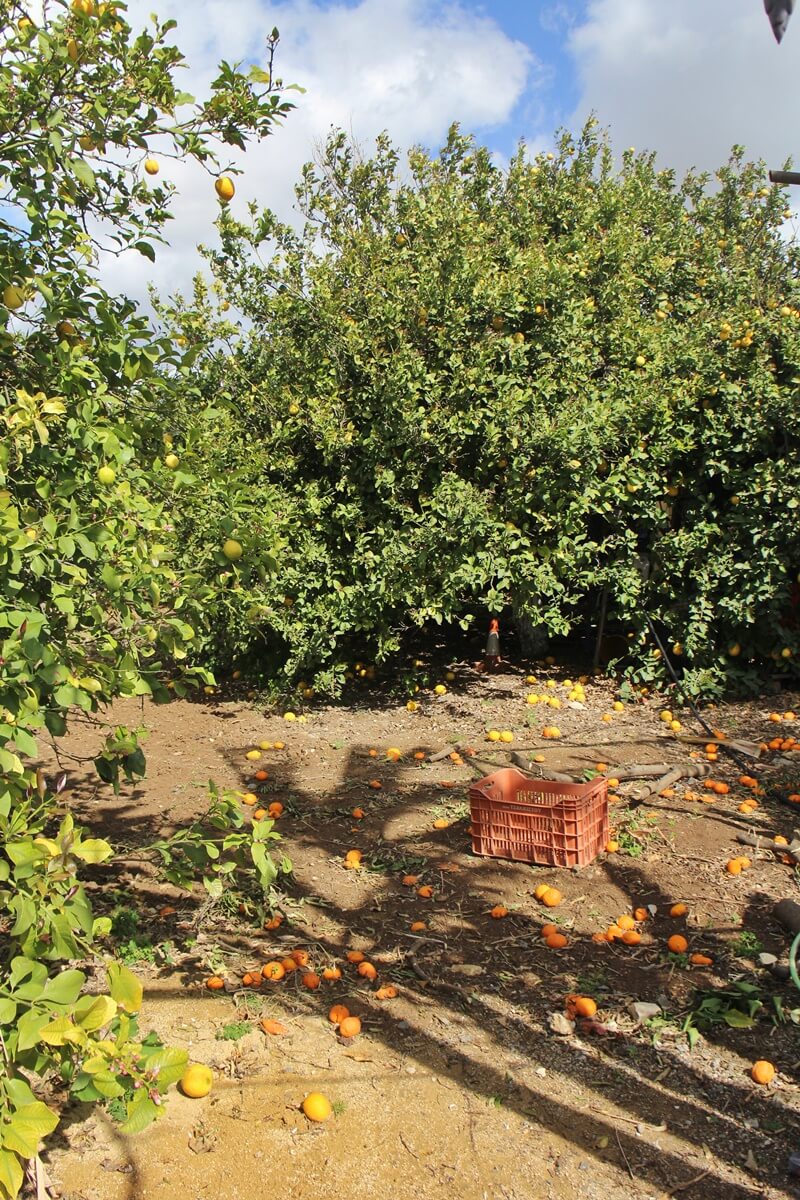 Limassol Genuss-mit-fernweh.de Reisebericht Zypern Zitrusplantage Zitrusbäume Orangenbäume