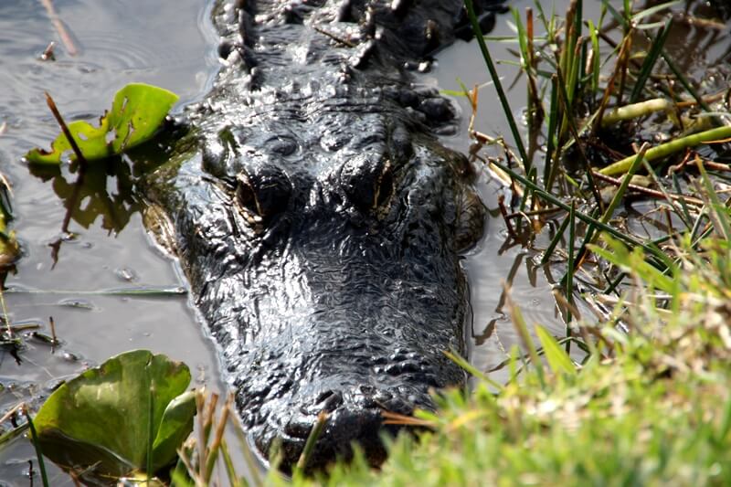Everglades Safari Park USA Florida Rundreise Alligator